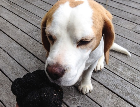 Rosie with a 250g