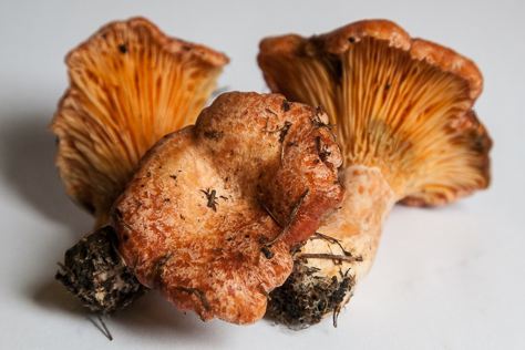 SaffronMilkCap2014web