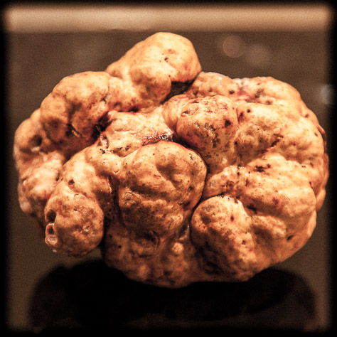 The biggest white truffle we've found - 167 g